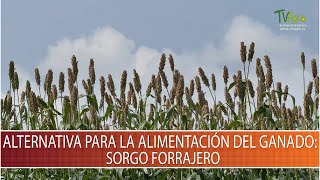 Alternativa para la alimentacion del ganado Sorgo Forrajero  TvAgro por Juan Gonzalo Angel [upl. by Gninnahc]