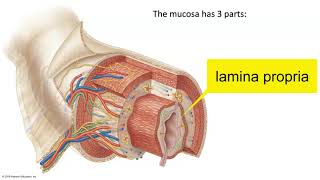 Layers of the GI Tract [upl. by Haeluj]