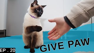 Teaching my Siamese cat to give paw Hes so clever [upl. by Clywd]