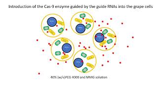 Protoplastmediated gene editing for disease resistance [upl. by Shandra191]