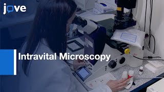 Intravital Microscopy to study permeability and cell shedding  Protocol Preview [upl. by Diley]