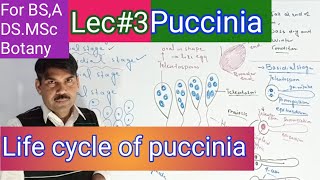 Life cycle of puccinia [upl. by Eelana]