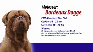 Meister PETz TV  Bordeauxdogge [upl. by Llerref]