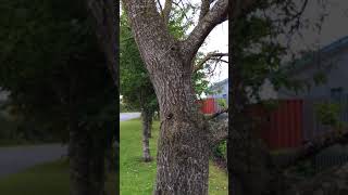 White Poplar Populus alba  tree  September 2017 [upl. by Heinrik326]