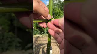 How to Secure Bamboo with Zip Ties—Simple and Effective knottingknottying [upl. by Arreyt]