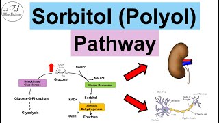 Sorbitol Polyol Pathway  Sugar Alcohols Enzymes Purpose Diabetes amp Health Problems [upl. by Leibman931]