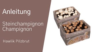 Anleitung zum Anbau von Champignons bzw Steinchampignons [upl. by Ahtiekahs]