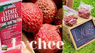 LYCHEE FESTIVAL on the Big Island of Hawaii  Eat And Be Eaten [upl. by Thilde]