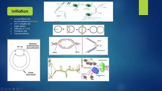 chapitre 2 la réplication chez les procaryotes part 2 génétique L2 [upl. by Omissam]