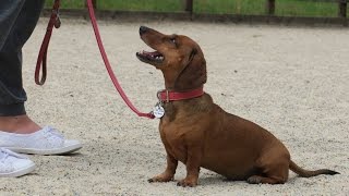 Boo  7 Year Old Miniature Dachshund  3 Weeks Residential Dog Training [upl. by Karney]