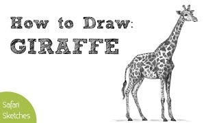 How to Draw a Giraffe  Realistic Step by Step [upl. by Ahtelat]