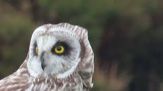 Short Eared Owl [upl. by Adnoryt11]