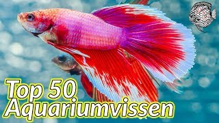 Top 50 AQUARIUMVISSEN voor een TROPISCH AQUARIUM  Aquarium Sunshine Valley [upl. by Azer]