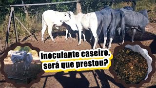 Inoculante caseiro será que prestou [upl. by Wagshul169]