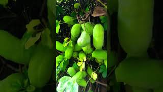 Chocolate vine crop huge crop developing  Akebia Quinata [upl. by Heer]