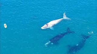 Ballenas en Necochea 🌊🐳 [upl. by Eineg]