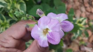 PLANTA ASYSTASIA FLOR COROMANDEL MUITO FÁCIL DE CULTIVAR E BELÍSSIMA [upl. by Regine167]