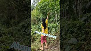 Ahom Bogari peach peach fruit village greenscreen assam highlights music food [upl. by Anyel31]