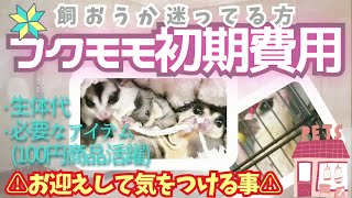 【飼い方】初めての方でもわかるフクロモモンガ初期費用公開生体代報告アイテム100均注意点sugarglider [upl. by Notelrahc]