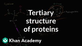 Tertiary structure of proteins  Macromolecules  Biology  Khan Academy [upl. by Annalla]