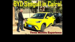 BYD Seagull 3 Months Experience [upl. by Sanfred]