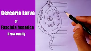 how to draw Cercaria Larva of Fasciola hepatica  how to draw Fasciola hepatica  Cercaria Larva [upl. by Rimma]