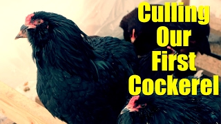 Culling Our First Cockerel [upl. by Braun]