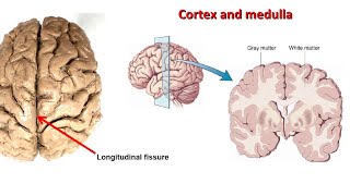 CEREBRUM  Broadmann Area  CNS  NeuroANATOMY [upl. by Florence]