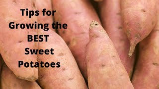 SUCCESS and FAILURES when Growing SWEET POTATOES [upl. by Proulx]