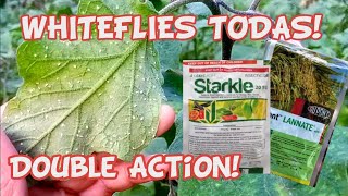 Whiteflies Infestation Starkle and Lannate Double Killing Action [upl. by Tracay]