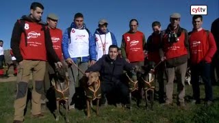 Campeonato de España de Galgos en Nava del Rey Valladolid Octavos final [upl. by Kancler]