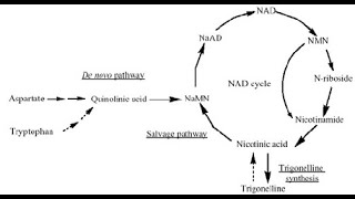 The Best NAD booster is in your coffee [upl. by Sirrom]