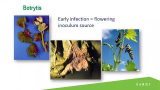 Control strategies for downy mildew and Botrytis [upl. by Aihsinat]