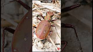 Cicindela maroccana pseudomaroccana  Moroccan Tiger Beetle  Escarabajo Tigre new nature shorts [upl. by Rosemaria750]