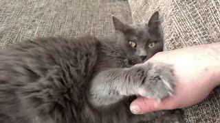 Romeo the Nebelung cat shows his love and playfulness [upl. by Rehsa]