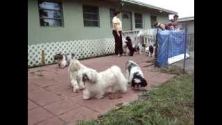 Rescue dogs playing at Shih Tzu Rescue premises [upl. by Oirasor771]