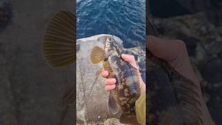 First Cast First Wrasse 💪 [upl. by Retsam102]