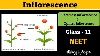 Inflorescence Racemose and Cymose Morphology of flowering plants Class 11 NEET [upl. by Eelimaj]