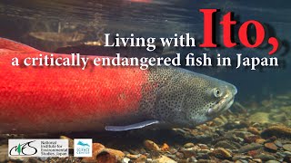 Living with Ito a critically endangered fish in Japan [upl. by Idihc]