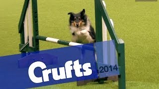 Agility  Crufts Team  Large Final  Crufts 2014 [upl. by Humberto]