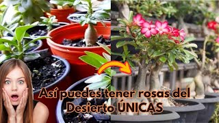 ¡Así puedes tener ROSAS DEL DESIERTO ÚNICAS✨🌺 [upl. by Martguerita]