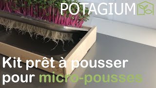 Culture de micro pousses de radis rose avec le kit Domus de POTAGIUM [upl. by Rocray881]