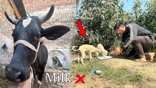 Becharo Ko Marne Ke Liye Chodiya बहुत दिनों के भूकें हैं  Shyama stopped giving milk 😢 [upl. by Airdnaxila]