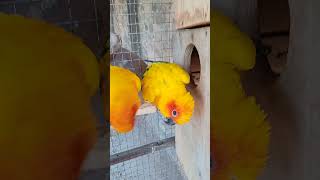 Sun conure beautiful breeder pair with 4 eggsshortsviral [upl. by Alekahs]