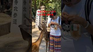 奈良の鹿にパンを与える外国人観光客  Nara Park deer 🦌 in japan deerpark japan [upl. by Lamonica65]