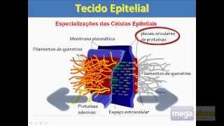 Megaaluno Tecido Epitelial Especializações da Membrana Plasmática [upl. by Paddie]