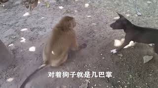 电工猴无缘无故招惹黑狗子，狗子却无可奈何，生无可恋，太搞笑了 [upl. by Langston]