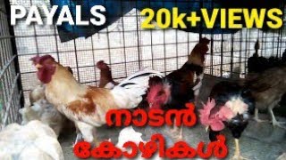 NADAN POOVAN KOZHI MENACHERY PETS FARM LALOOR THRISSUR KERALA [upl. by Lliw]