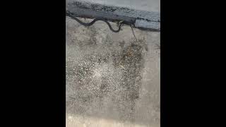 I hate snakes 😖 snakes blacksnakes gardening wildlife [upl. by Stefa]