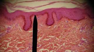 EPITHELIAL TISSUES HISTOLOGY ANATOMY Skin Intestine Professor Fink [upl. by Bridget23]